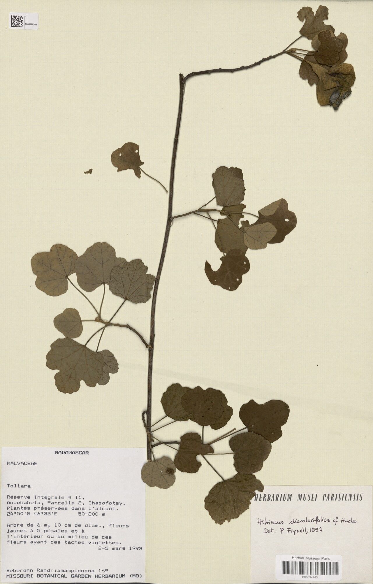 Hibiscus discolorifolius — houseplant care guide