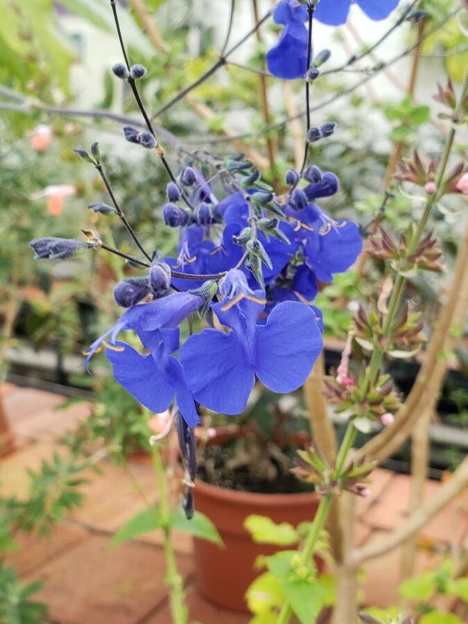 Salvia sagittata flower