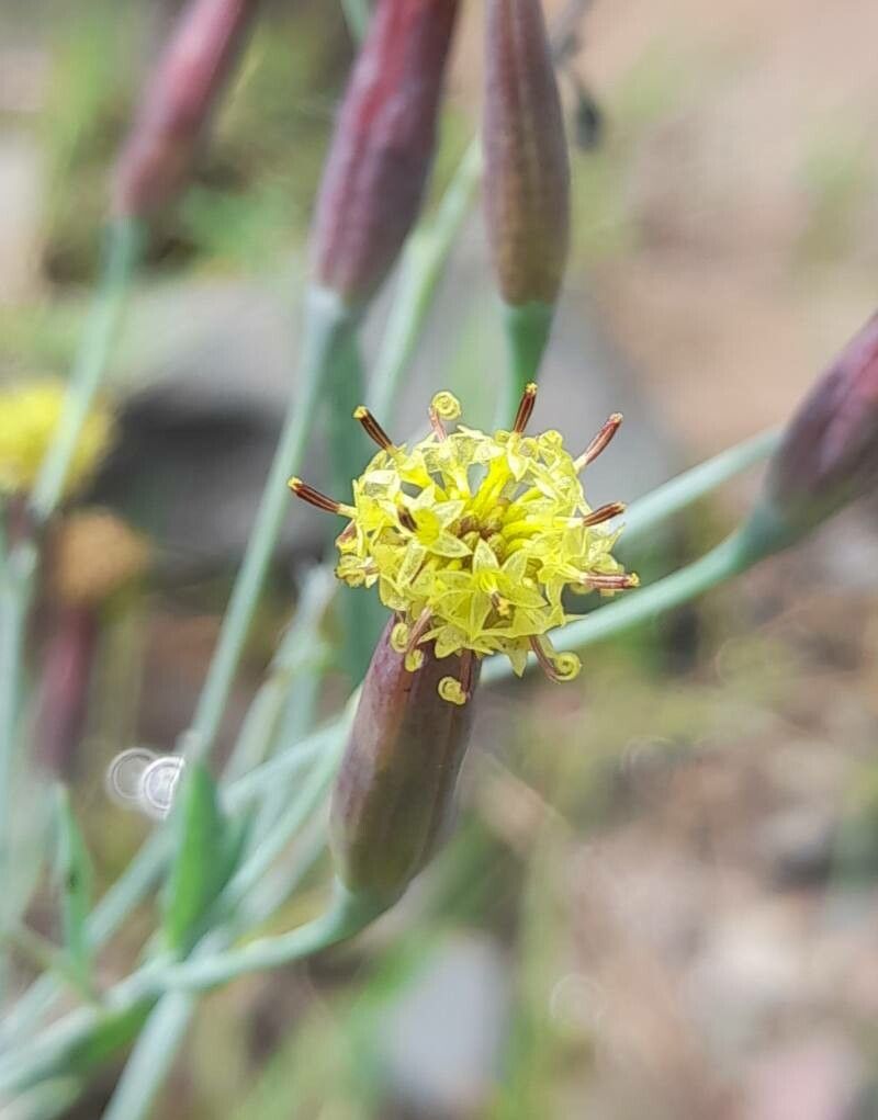 Porophyllum lanceolatum flower
