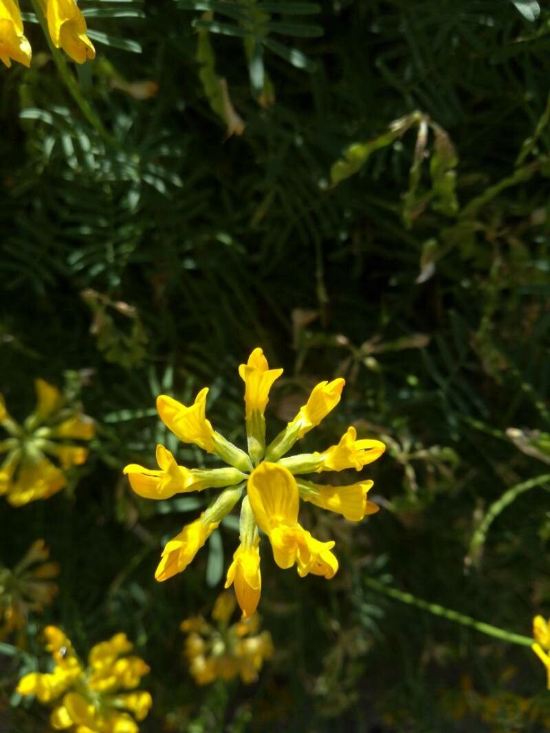 Hippocrepis balearica flower