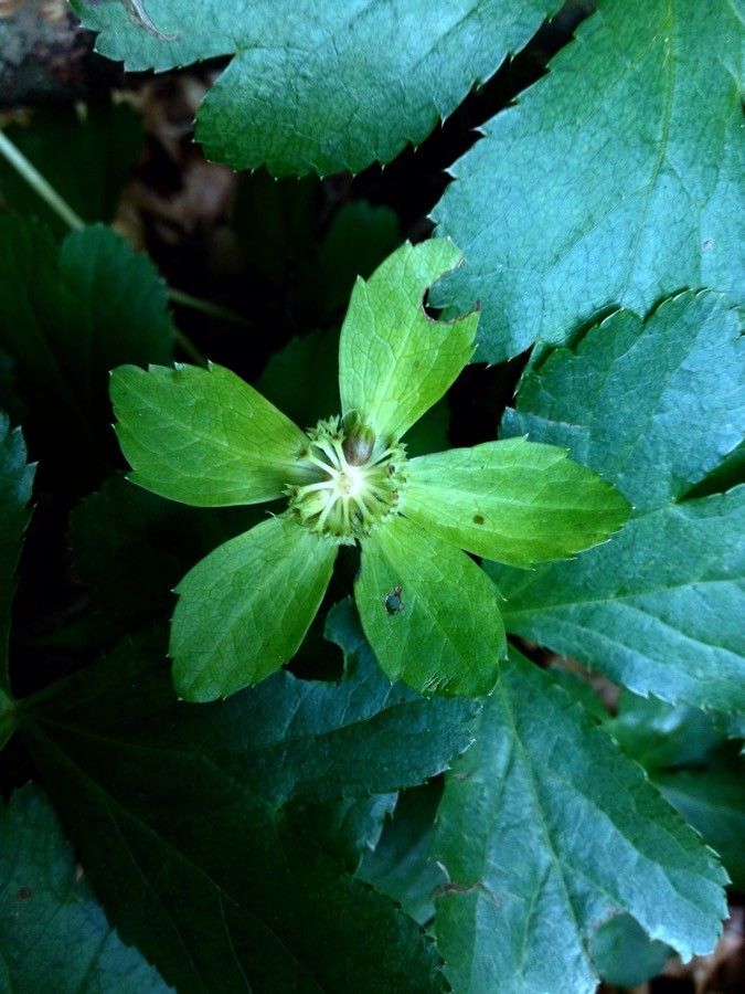 Sanicula epipactis flower