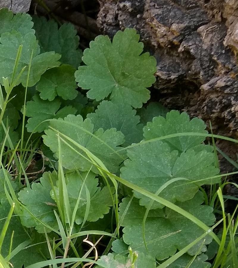 Modiolastrum malvifolium leaf