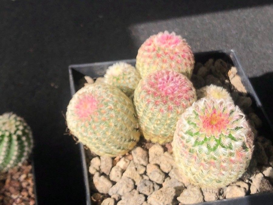 Echinocereus rigidissimus leaf