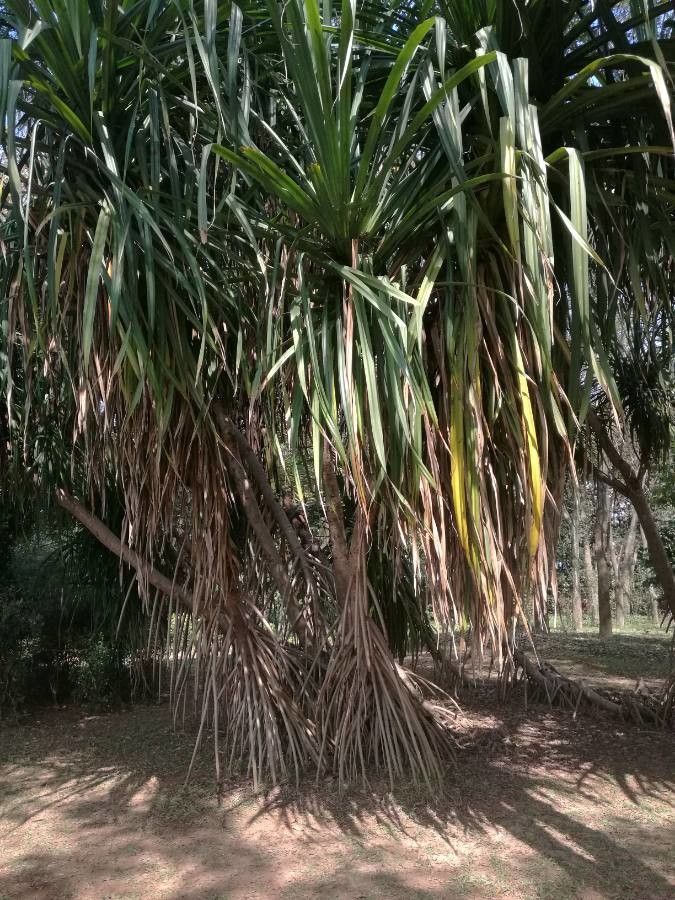 Pandanus furcatus leaf