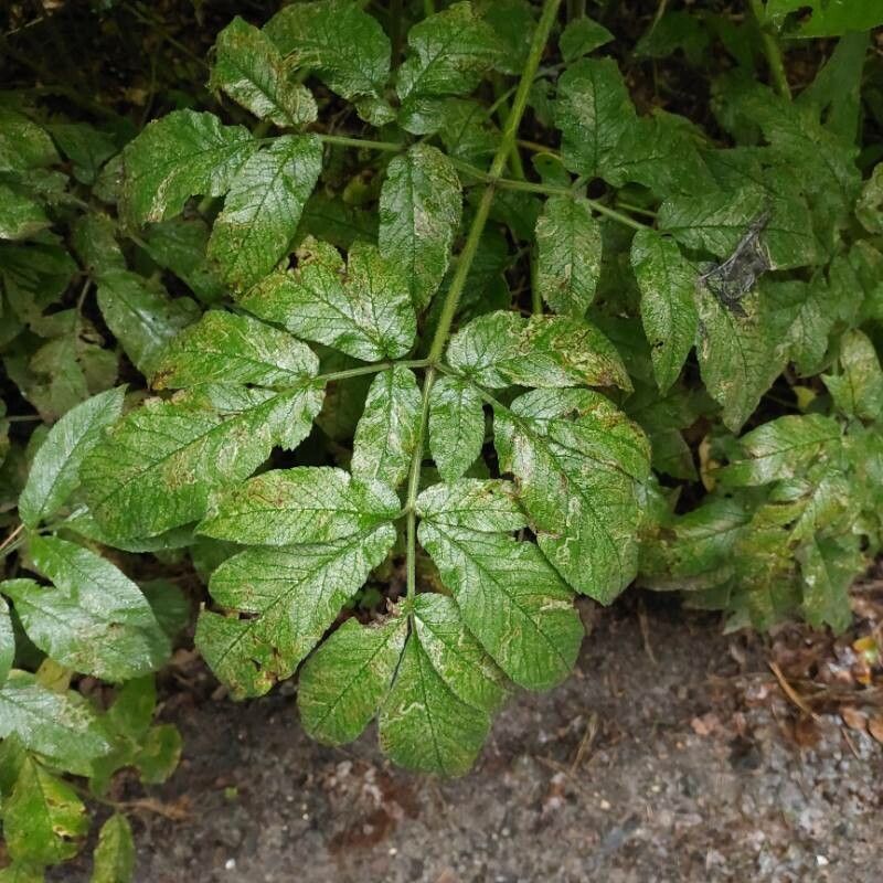 Chaerophyllum aromaticum — search result for 'Apiaceae'