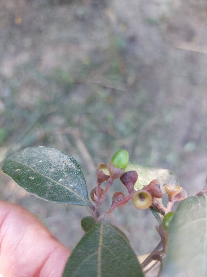 Ocotea pulchella fruit