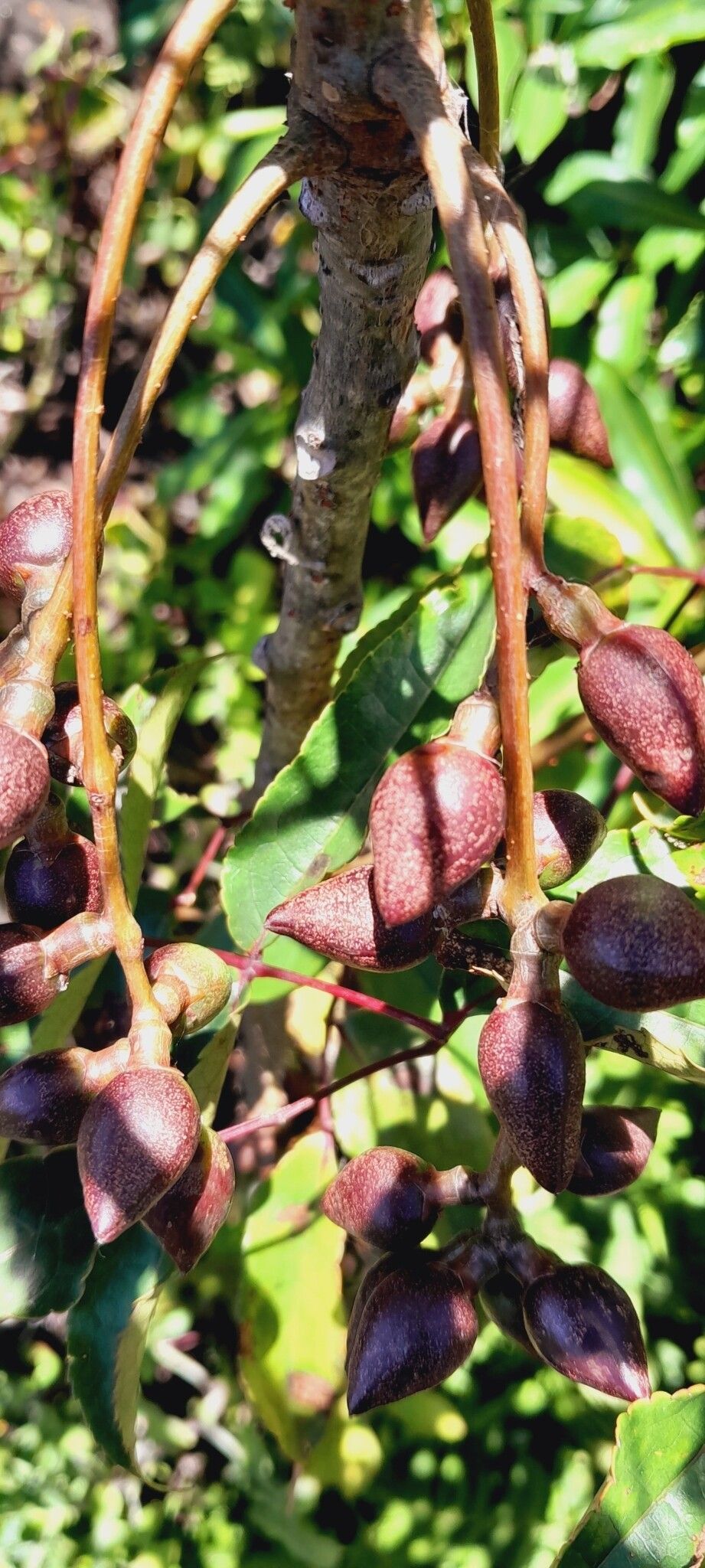 Commiphora fraxinifolia fruit