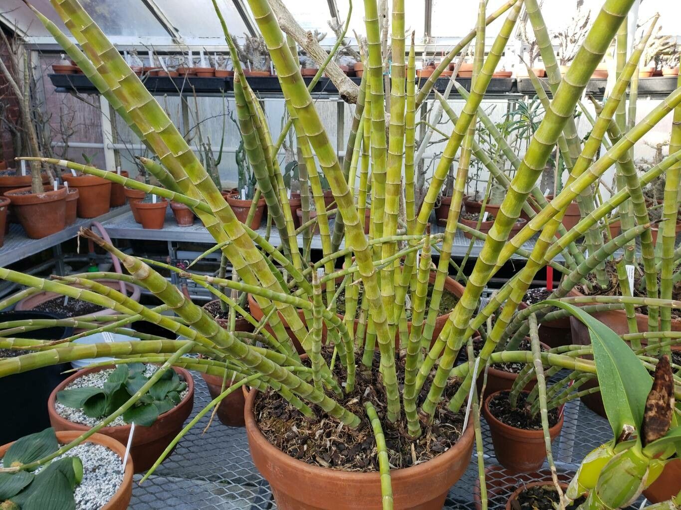 Thunia × gatton habit