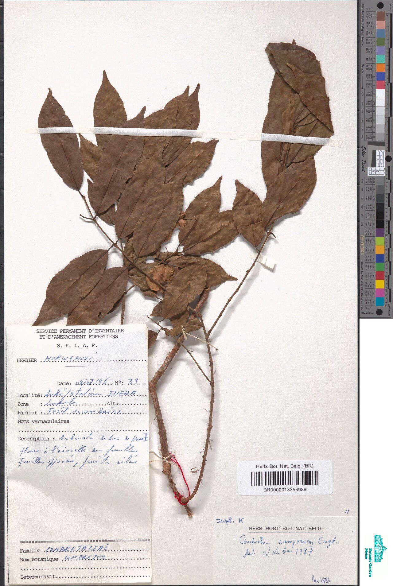 Combretum camporum — houseplant care guide