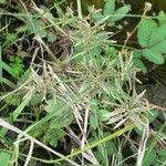 Cyperus flavicomus