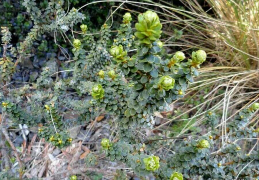 Olearia nummulariifolia leaf