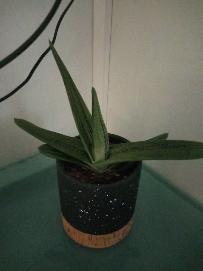 Sansevieria spp. habit