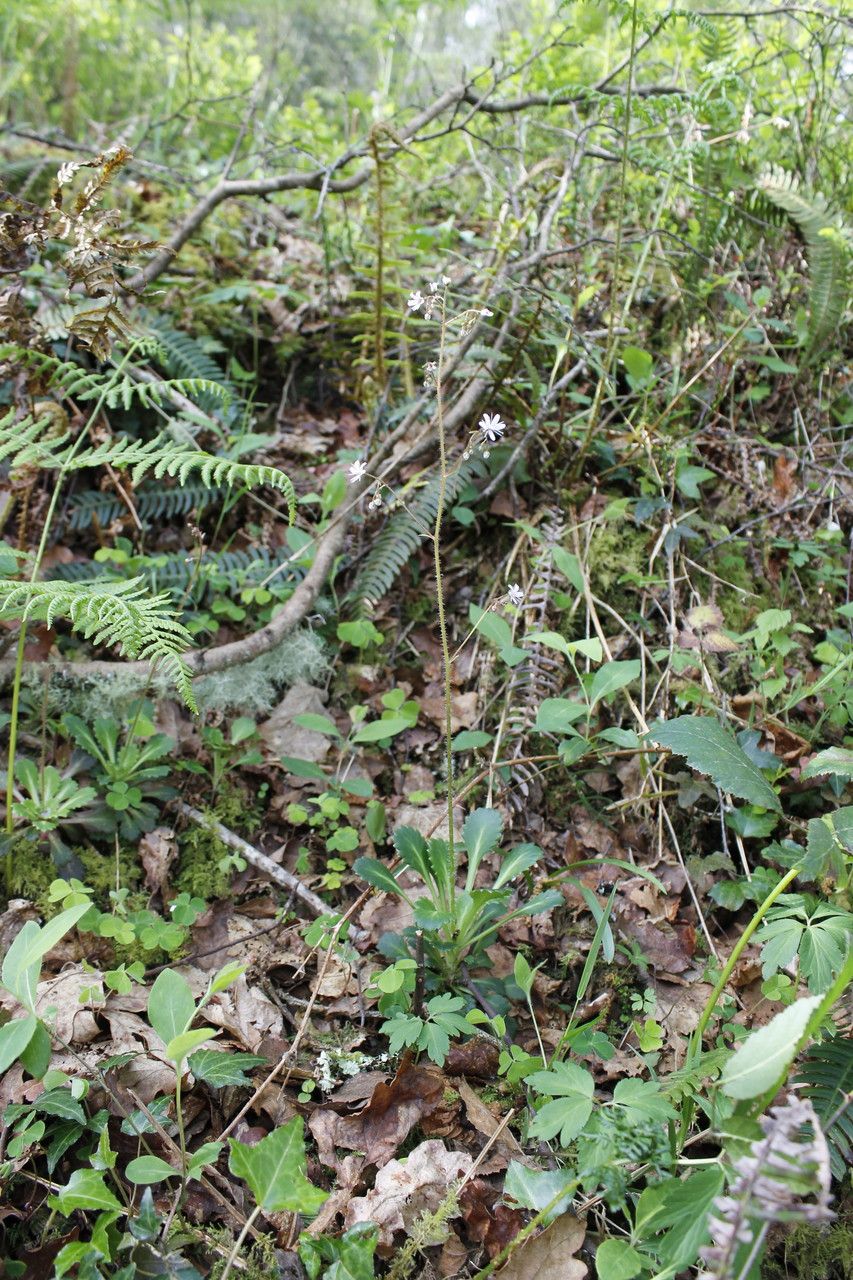 Saxifraga spathularis habit