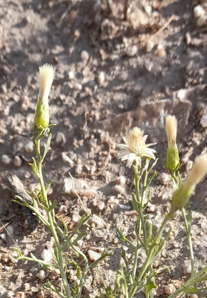 Baccharis melanopotamica — search result for 'Baccharis'