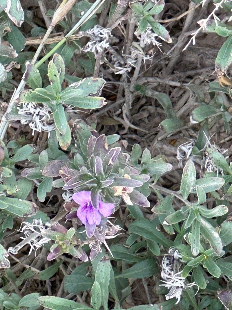 Dyschoriste schiedeana flower