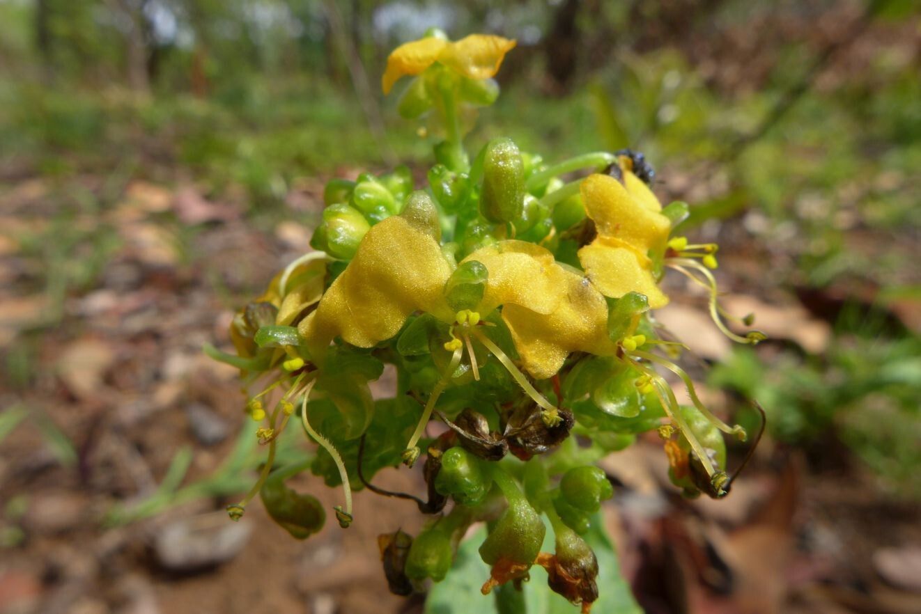 Aneilema welwitschii — houseplant care guide