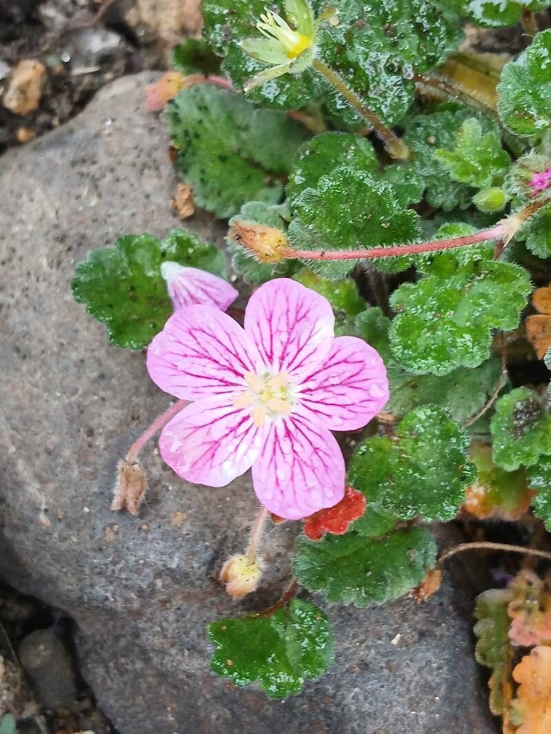 Erodium × variabile flower