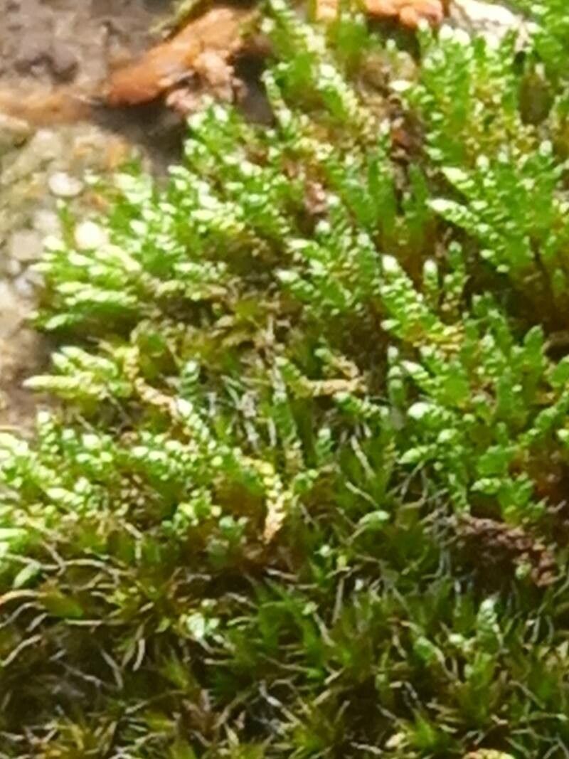 Bryum argenteum leaf