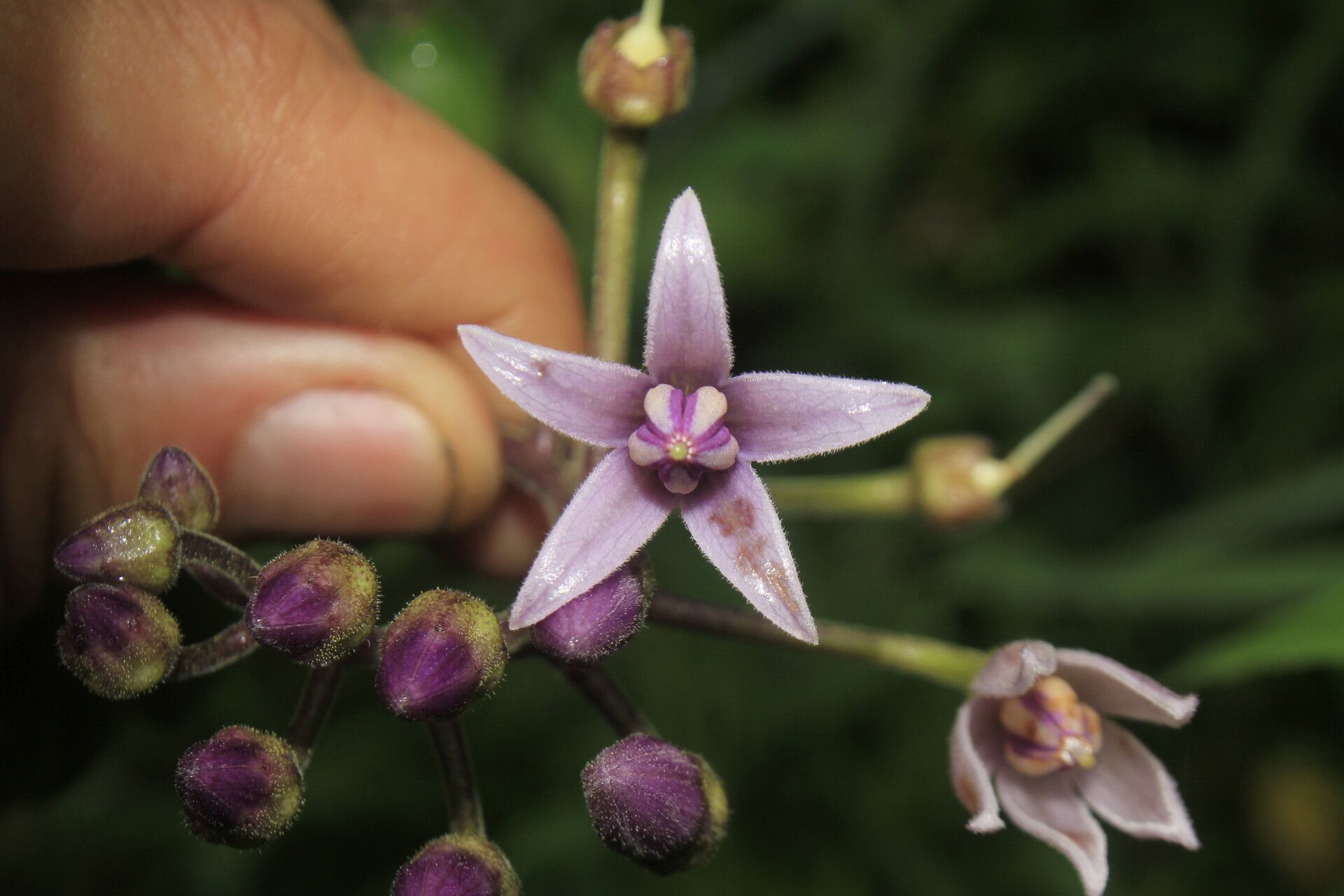 Solanum cajanumense flower