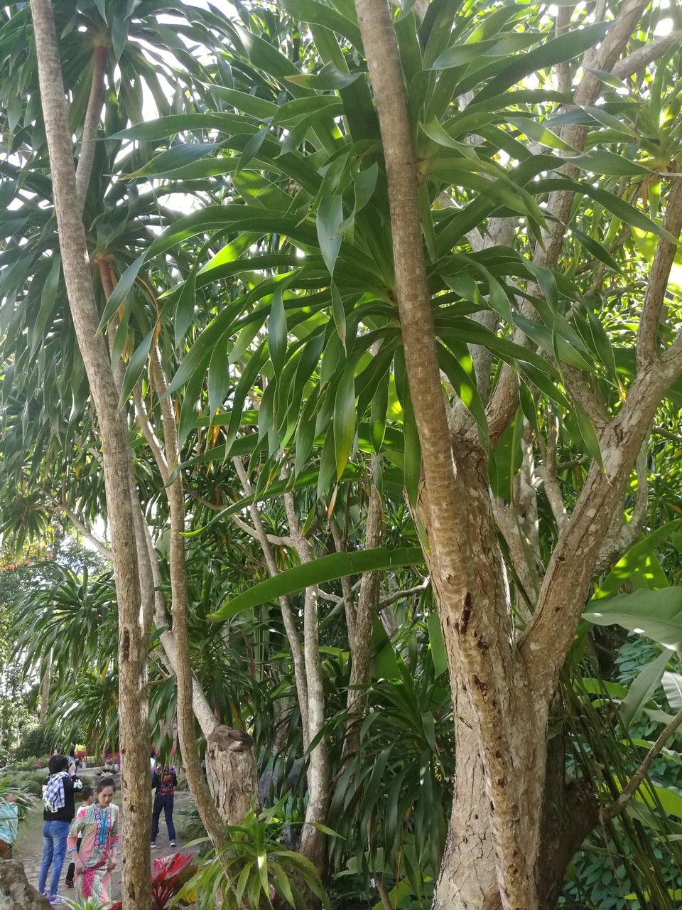 Dracaena cambodiana bark