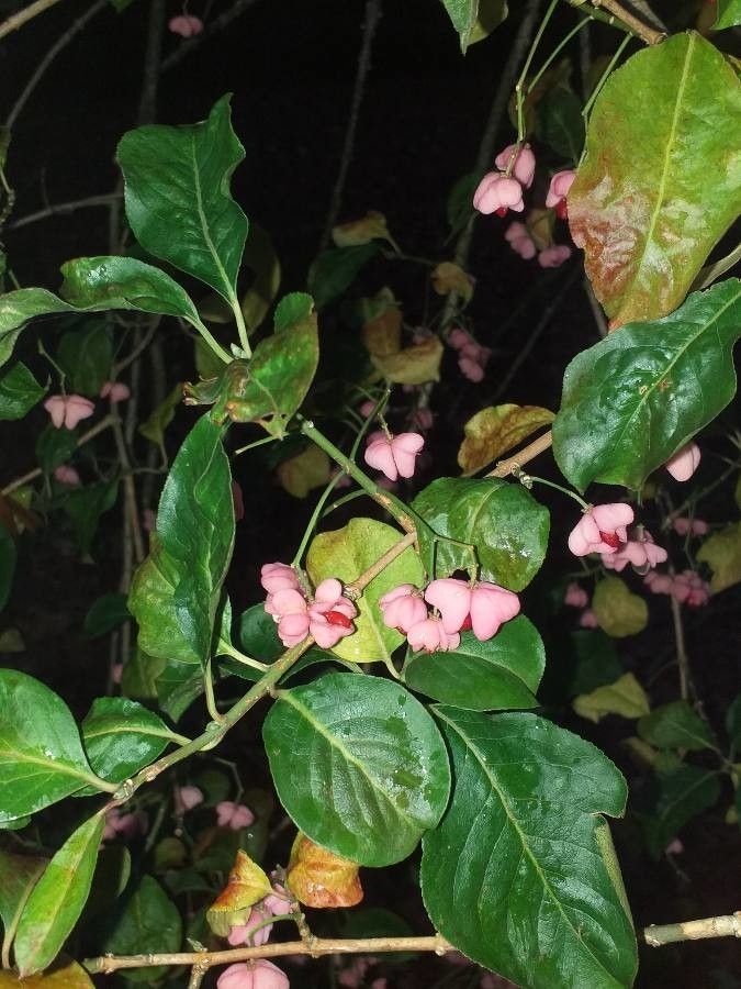 Euonymus maackii — search result for 'Euonymus'