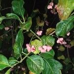 Euonymus maackii