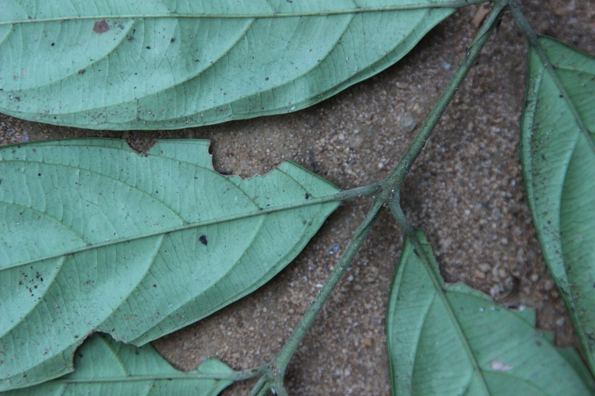 Pauridiantha talbotii — houseplant care guide