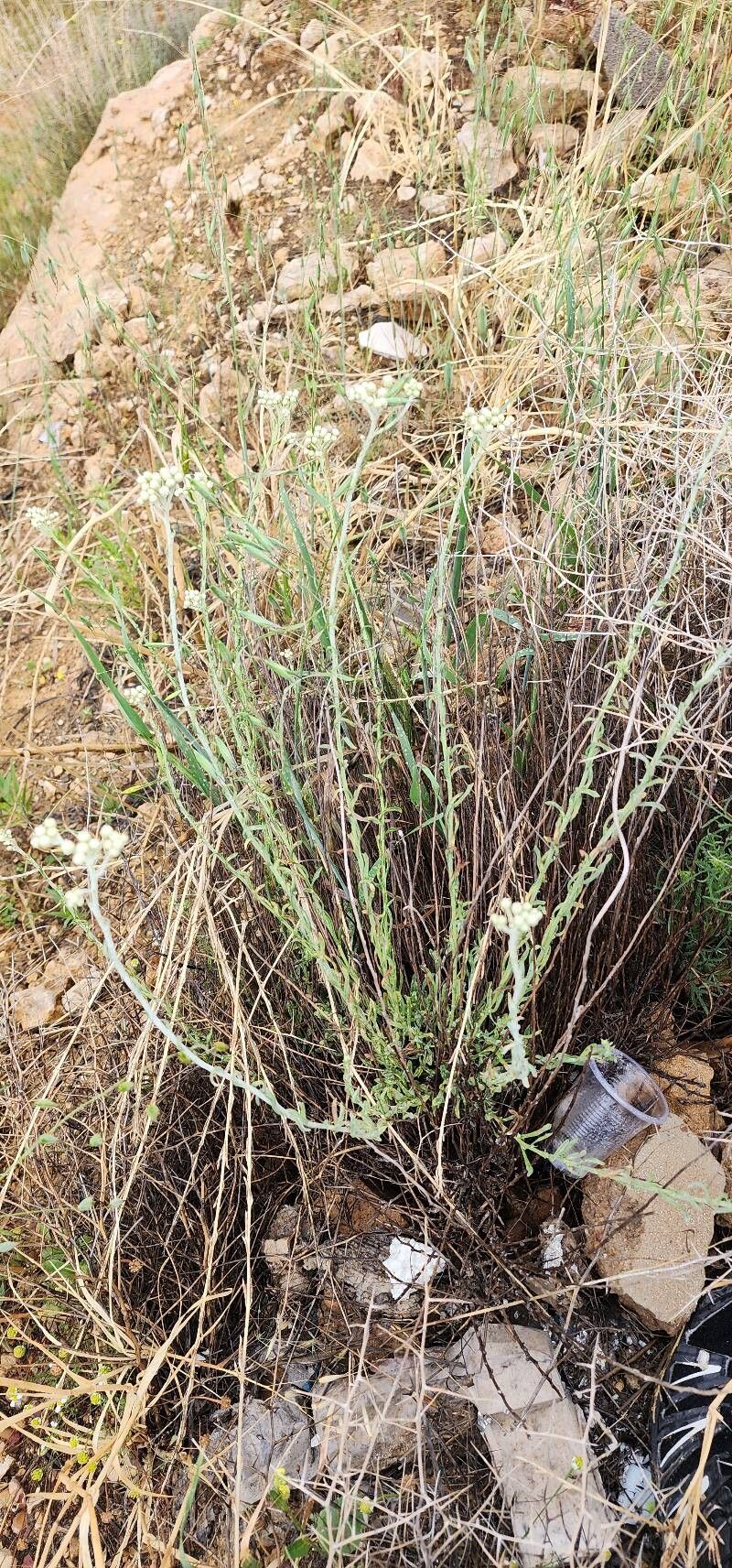 Helichrysum globiferum habit