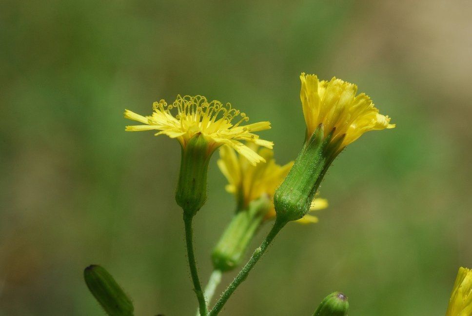 Hieracium gronovii flower