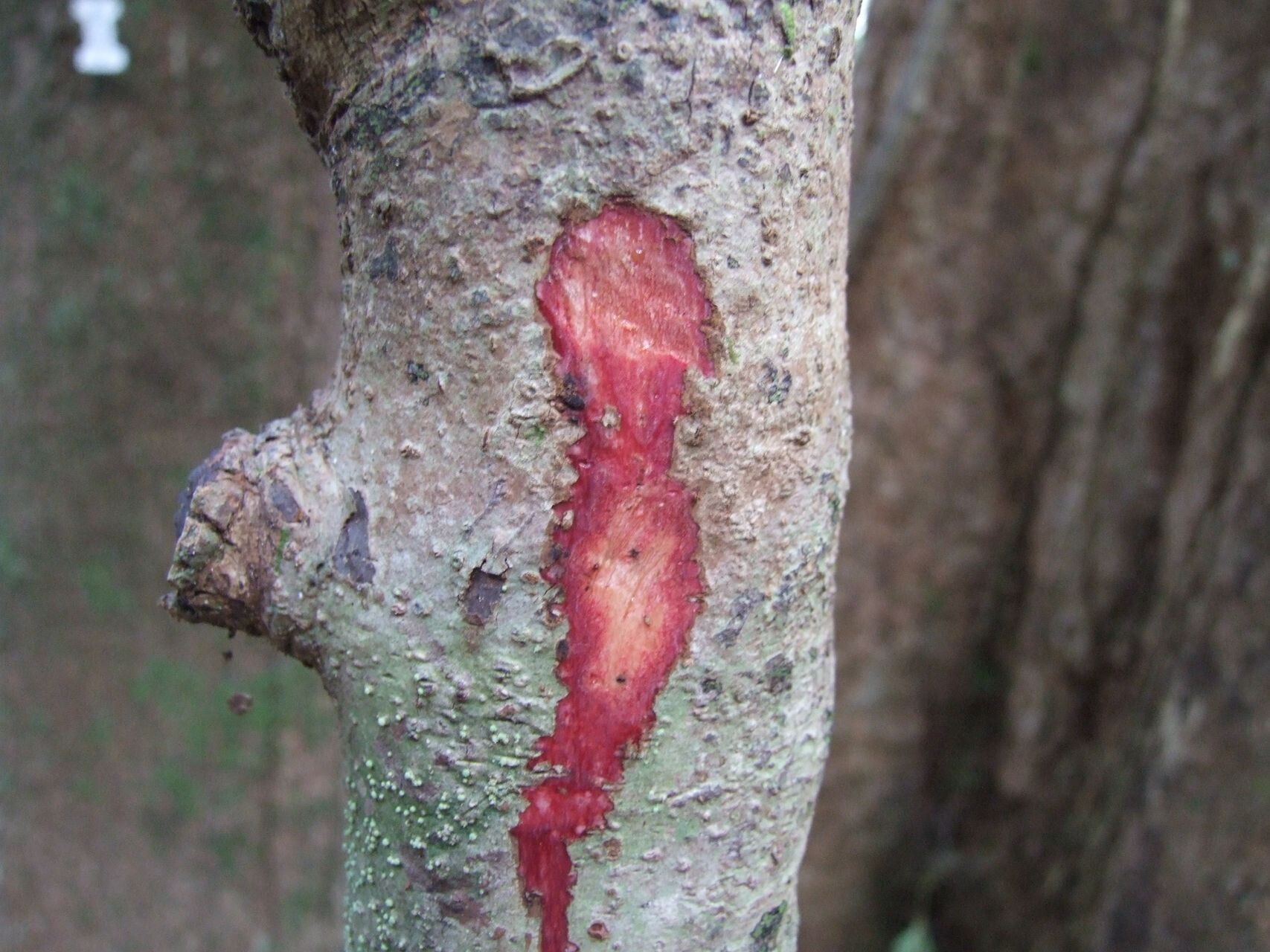 Euroschinus aoupiniensis — related species from the same genus