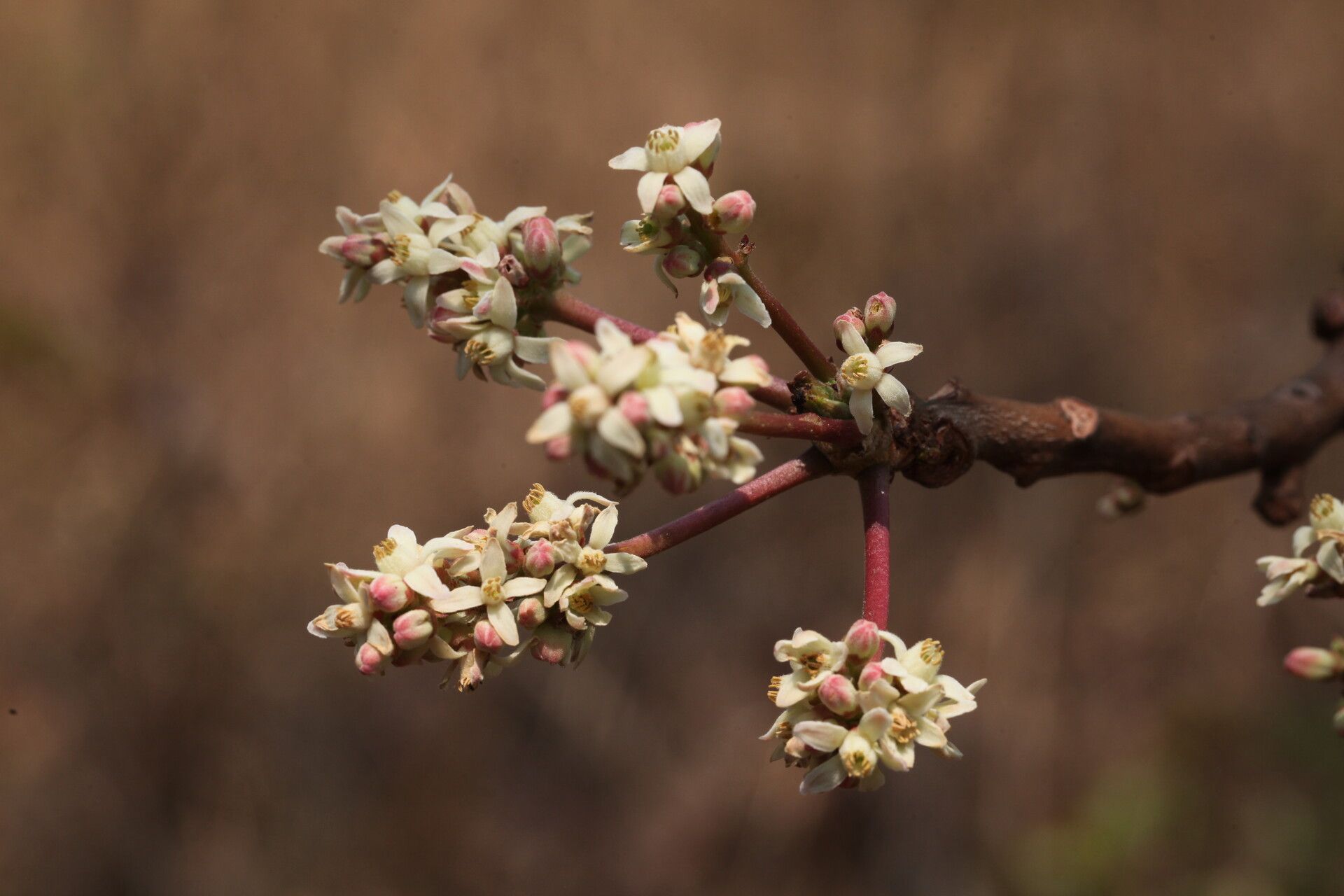 Ekebergia benguelensis flower