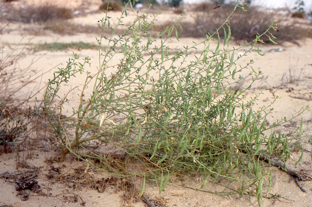 Cleome arabica habit