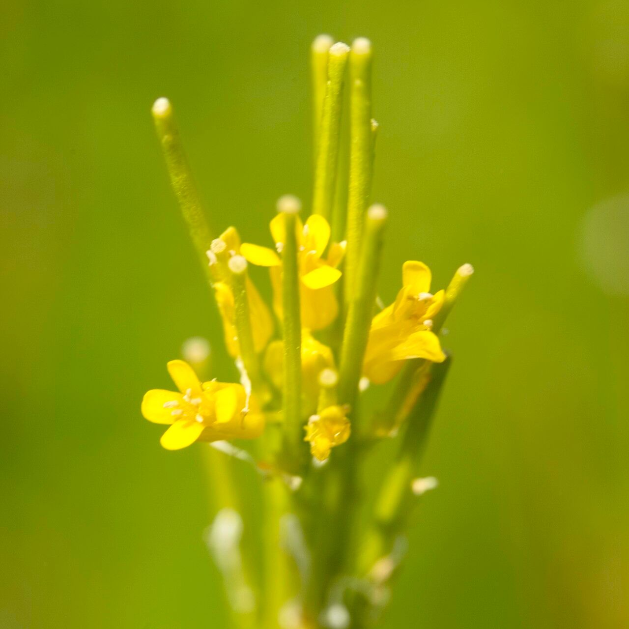 Barbarea stricta flower