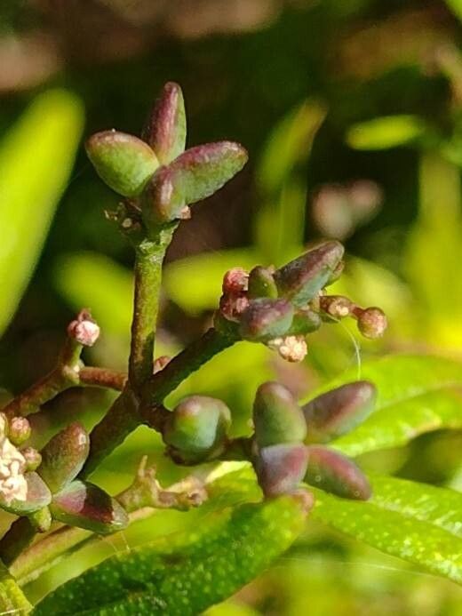 Zieria smithii fruit