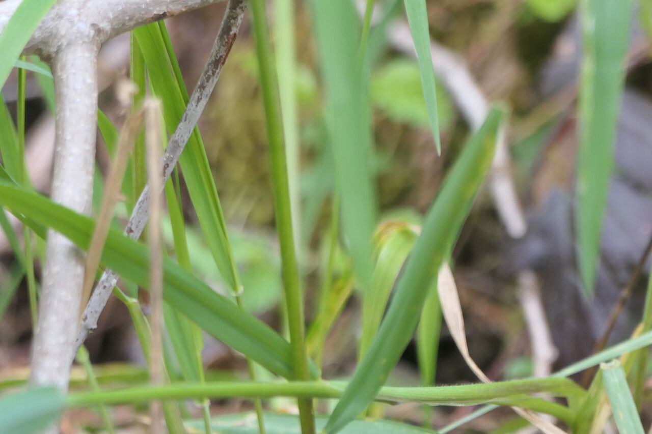Elymus glaucus bark