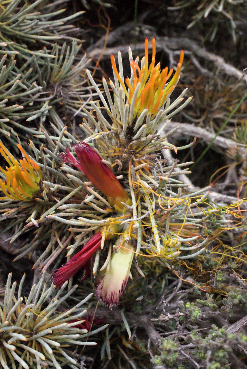 Calothamnus torulosus flower