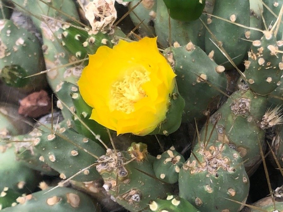 Opuntia microdisca flower