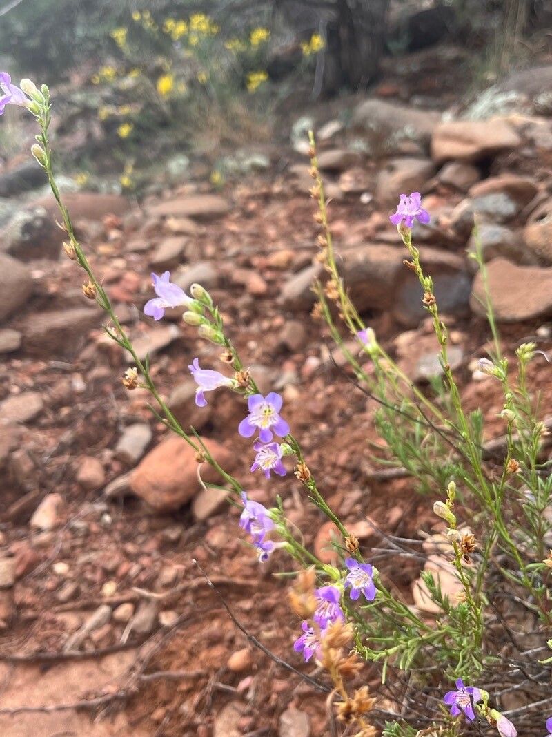 Penstemon caespitosus — search result for 'Penstemon'