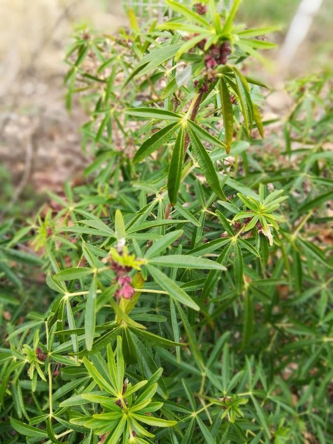 Cleome allamanii flower