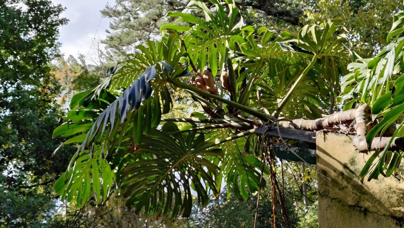 Thaumatophyllum bipinnatifidum fruit