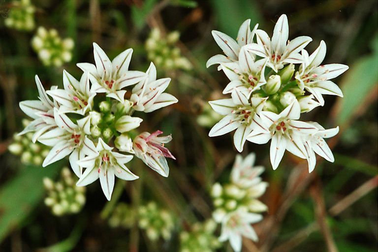 Allium lacunosum flower