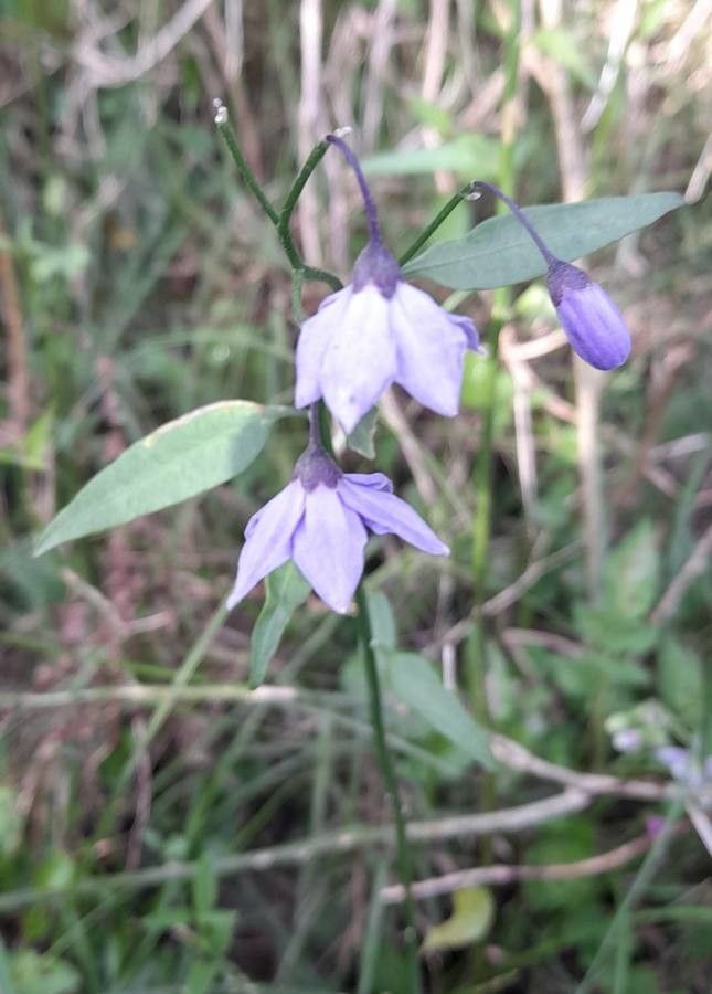 Solanum amygdalifolium — houseplant care guide