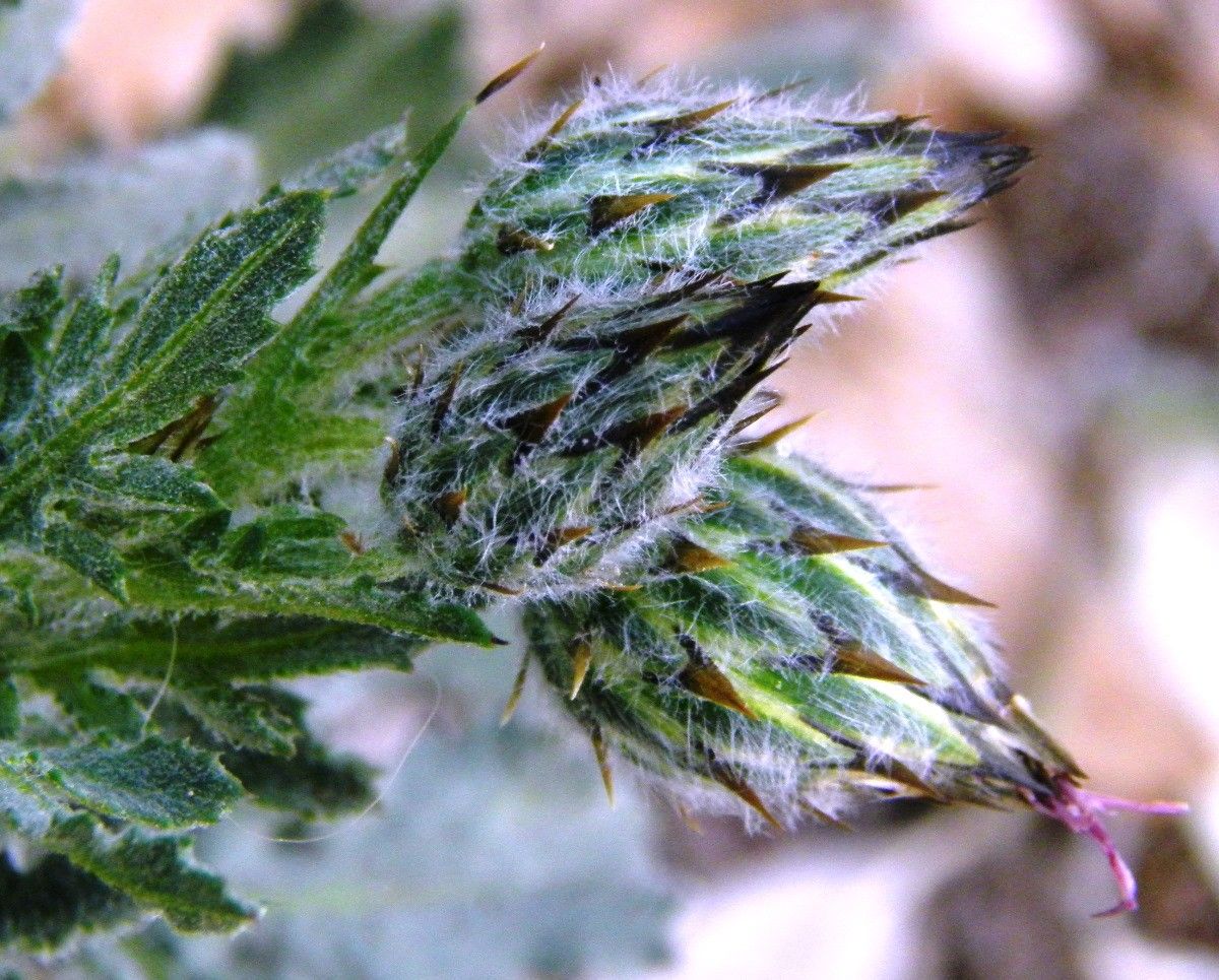 Volutaria lippii habit