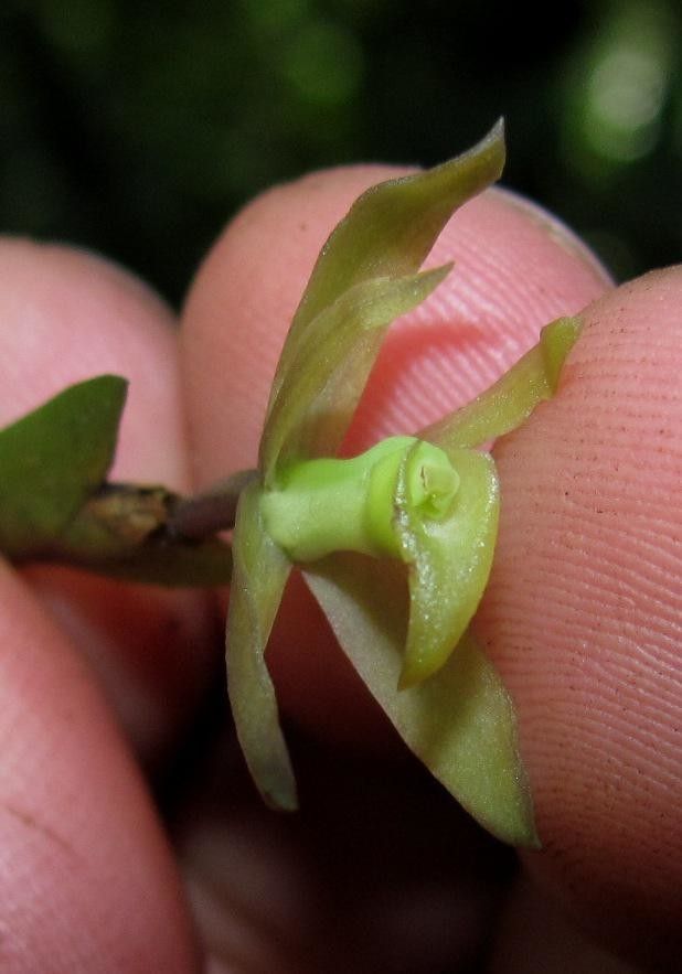 Jacquiniella equitantifolia other