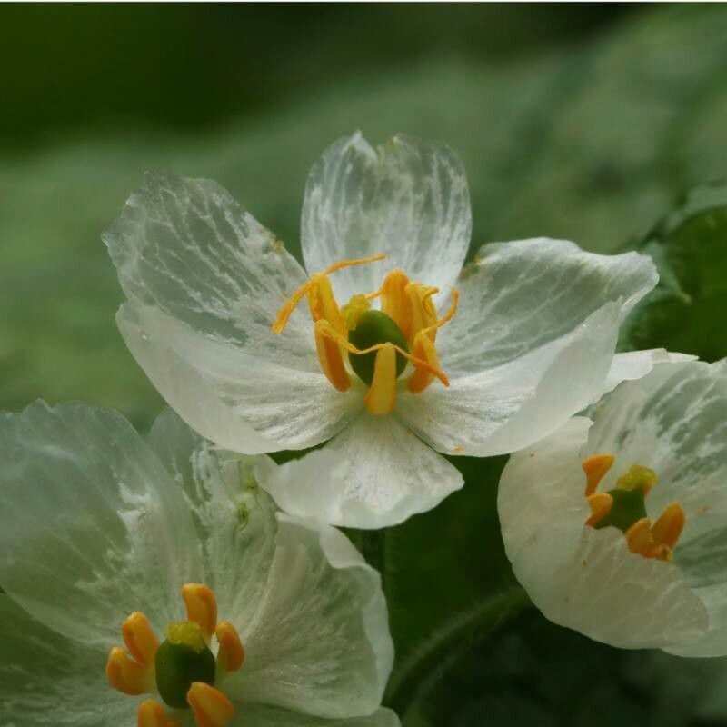 Podophyllum grayi flower