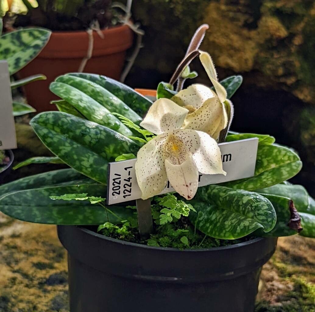 Paphiopedilum concolor habit