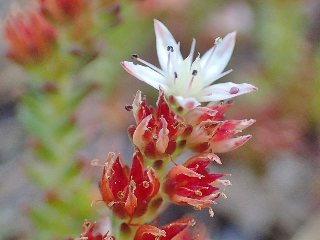 Sedum moranense flower