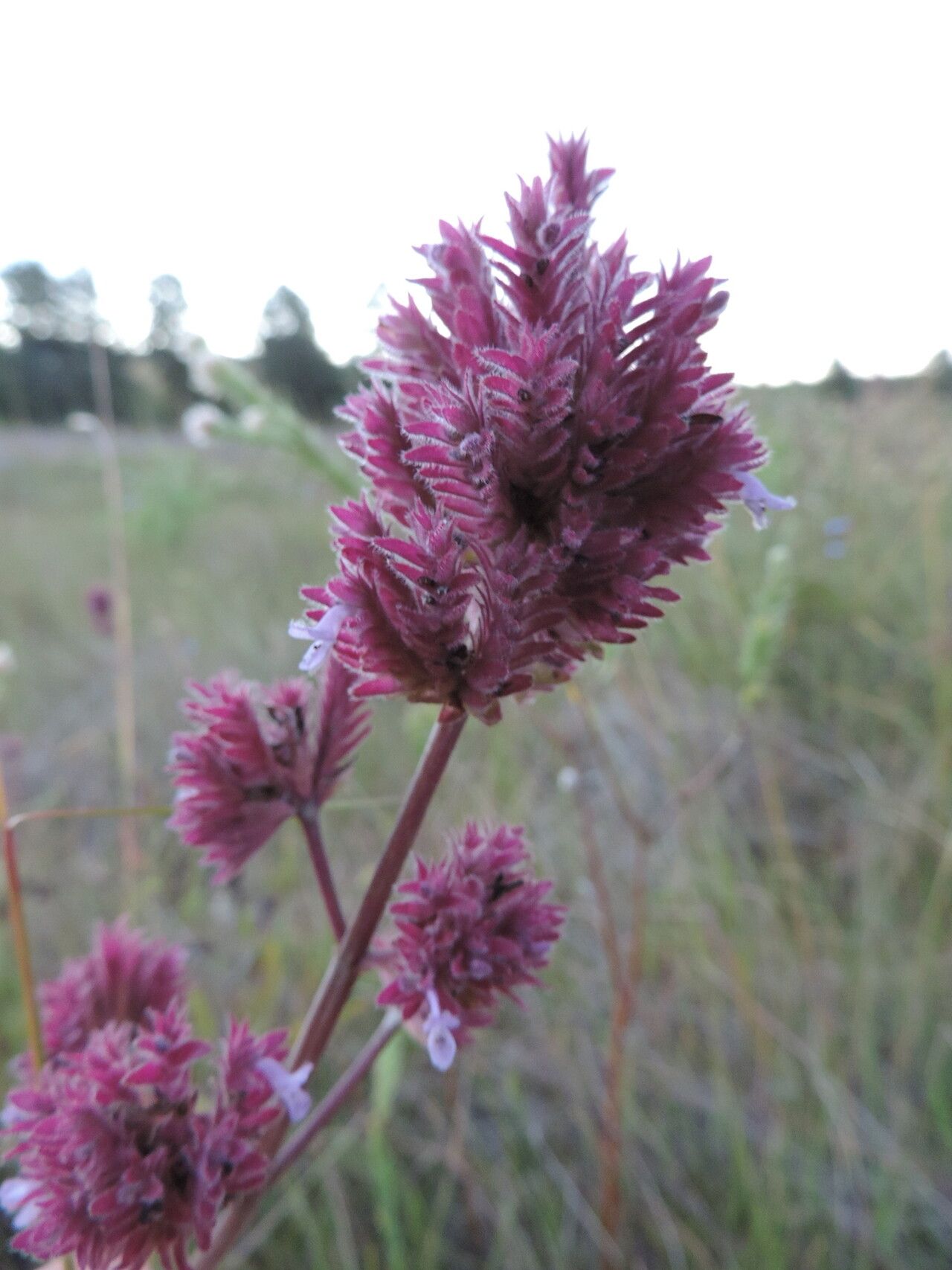 Aeollanthus engleri — houseplant care guide