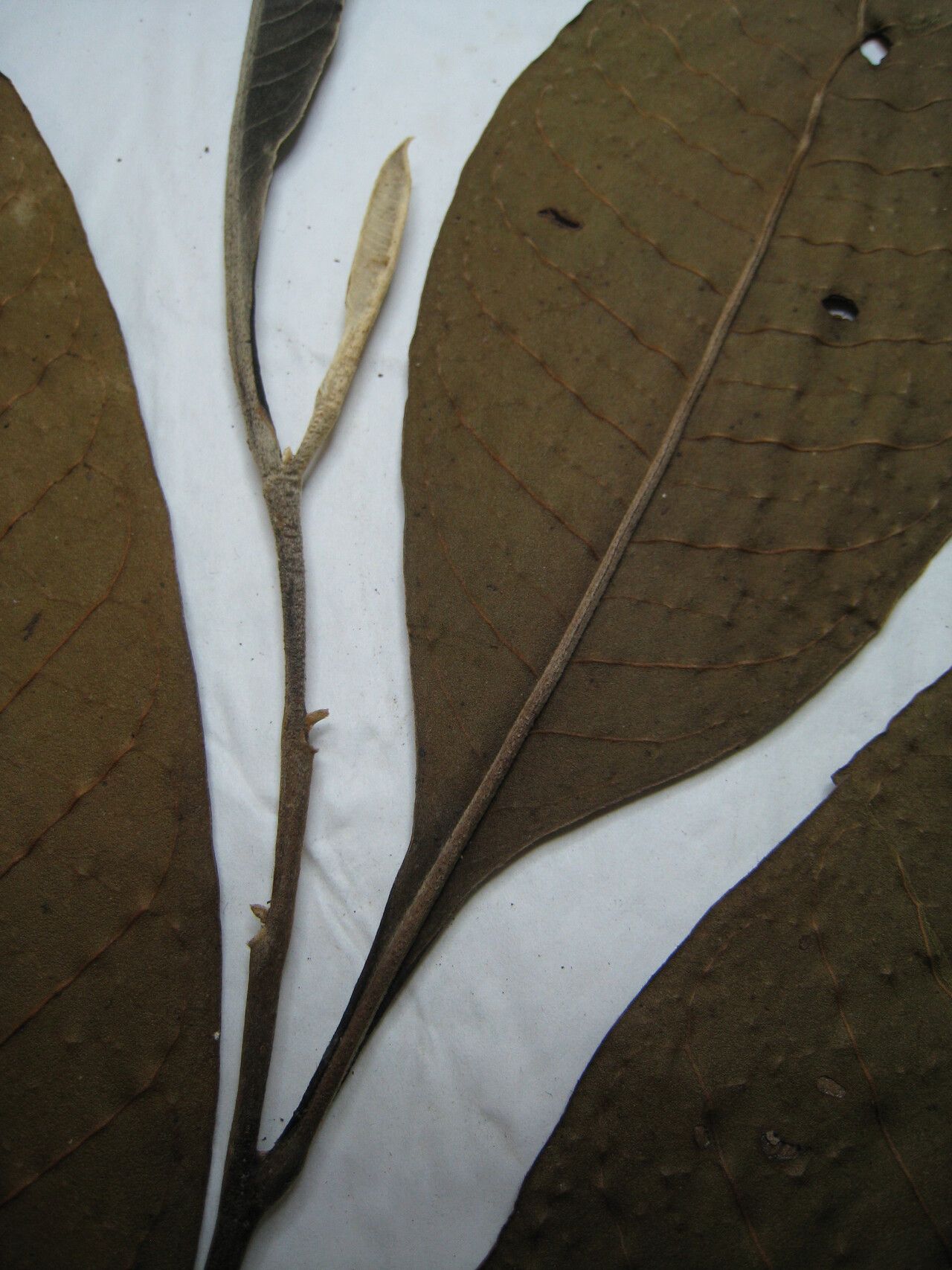 Guatteria anteridifera other