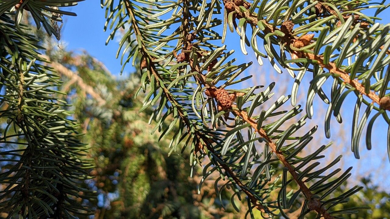 Picea omorika flower
